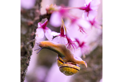 Image Snail Skin Care